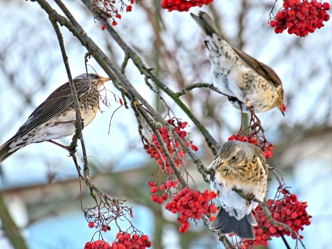 1.jpg 1.jpg