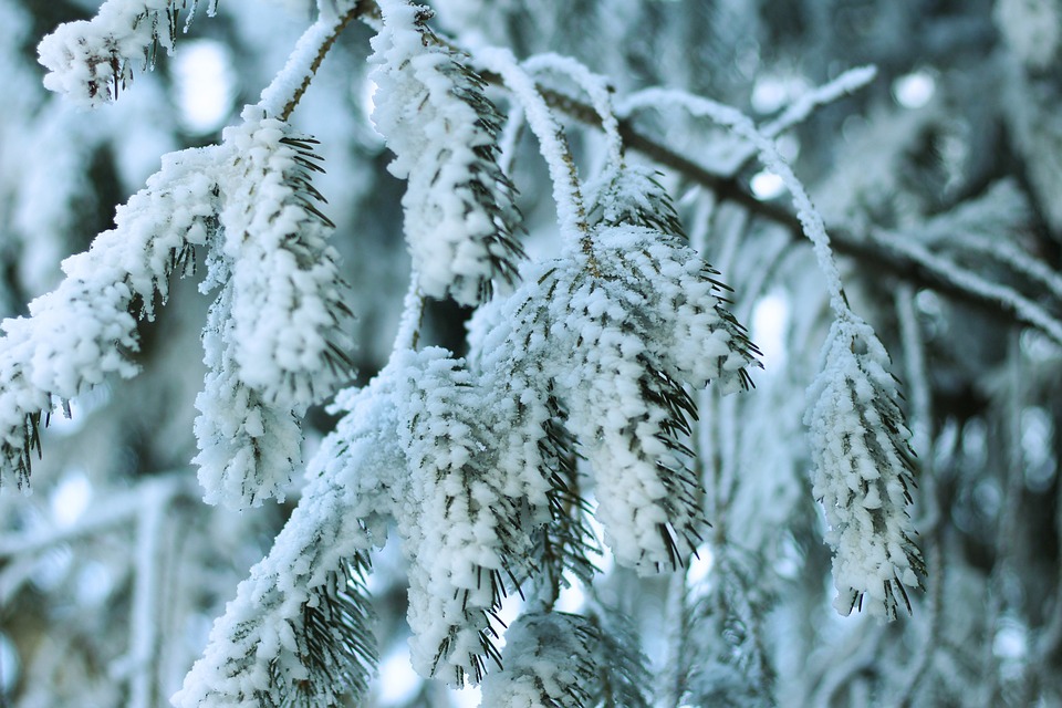 tree-7020129_960_720.jpg