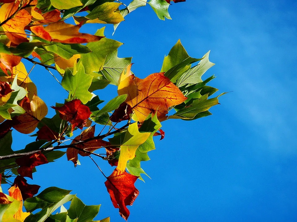 autumn-974882_960_720.jpg