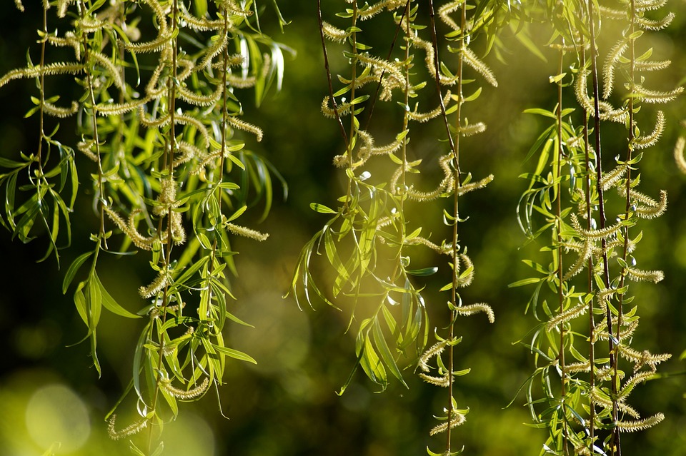 weeping-willow-4140499_960_720.jpg