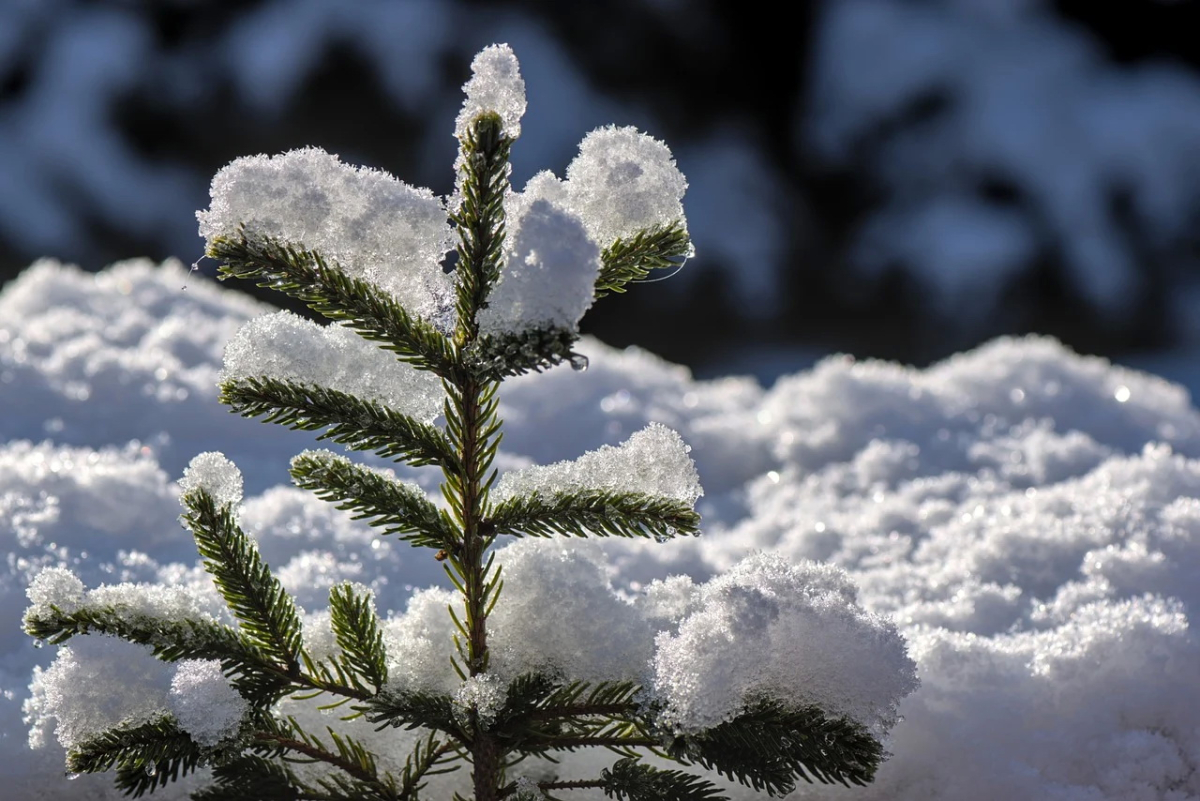 fir-tree-7731421_1280.jpg