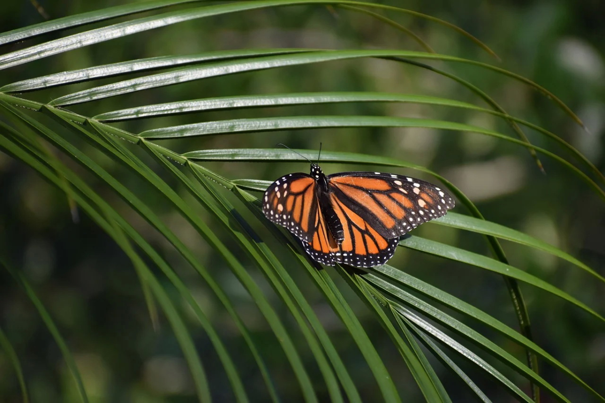insect-7803881_1280.jpg