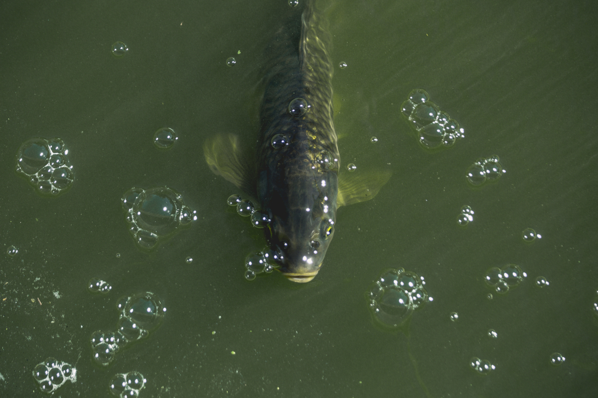 single-fish-coming-up-for-air.jpg single-fish-coming-up-for-air.jpg