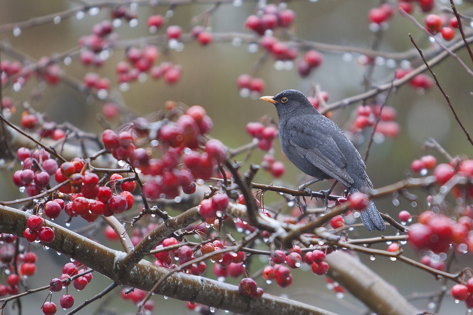 bird-1331186_960_720.jpg bird-1331186_960_720.jpg