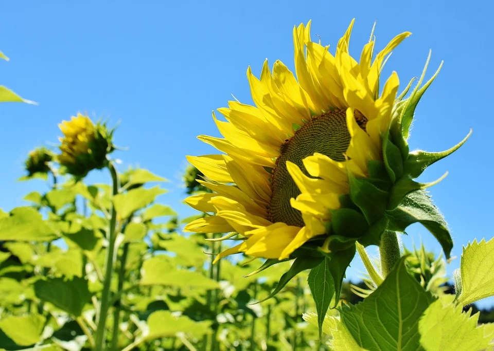 sunflower-3514915_960_720.jpg