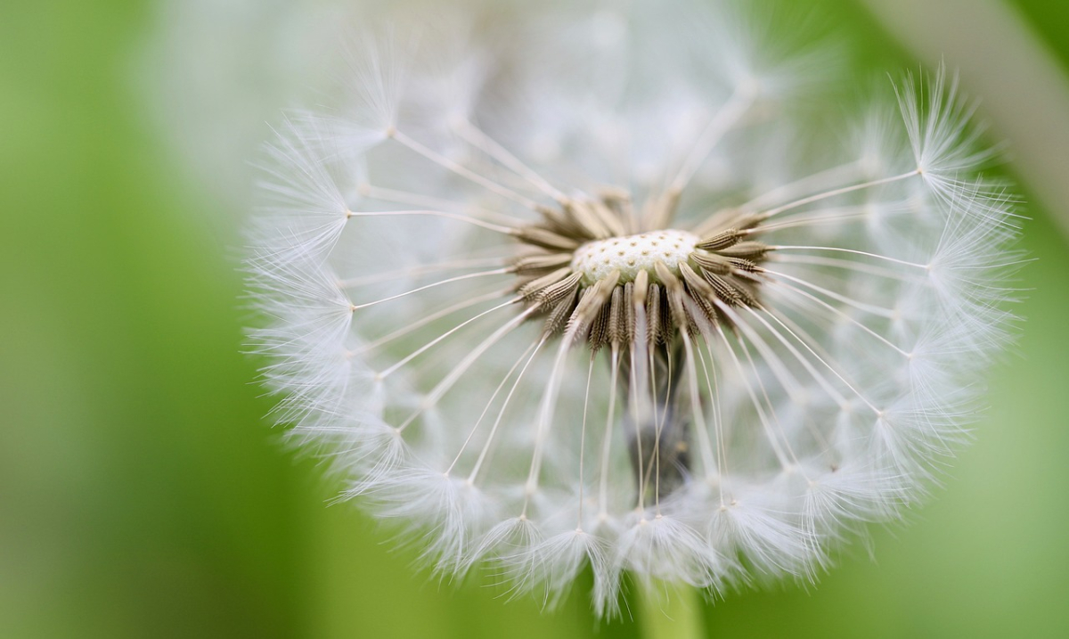 dandelion-7191739_1280.jpg