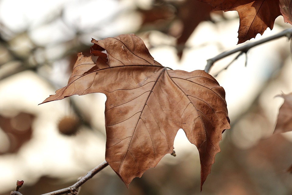 tree-4578319_960_720.jpg