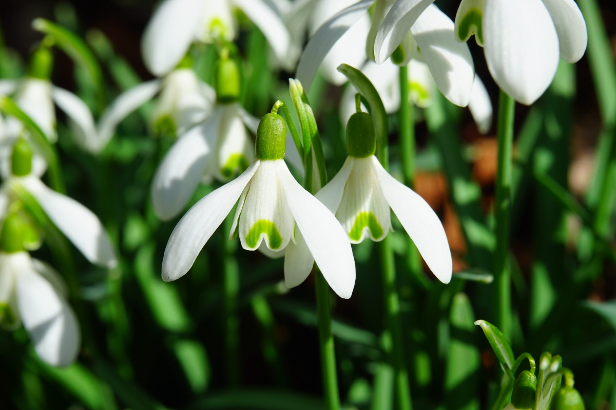 snowdrop-flowers-spring-flower-plant.jpg