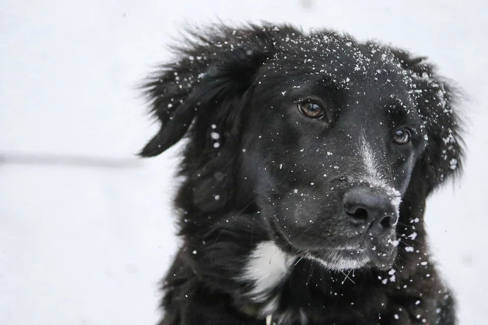 border-collie-1149417_960_720.jpg