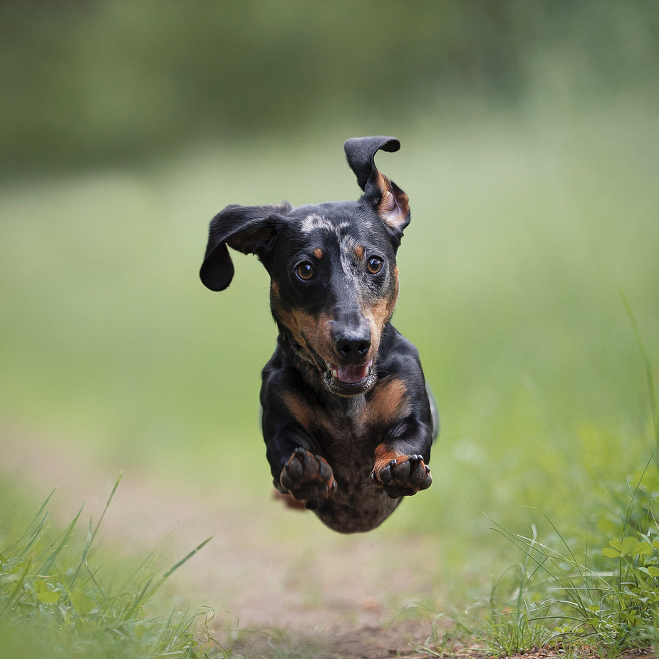happy-dog-runs-on-a-green-grassy-trail.jpg happy-dog-runs-on-a-green-grassy-trail.jpg