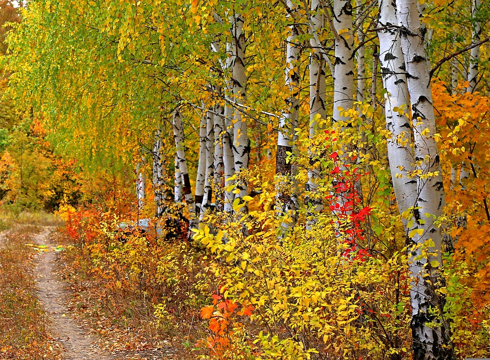 autumn-3245140_960_720.jpg