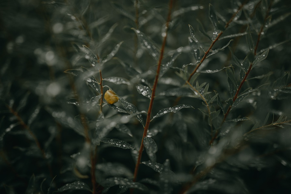 leaves-4436908_960_720.jpg