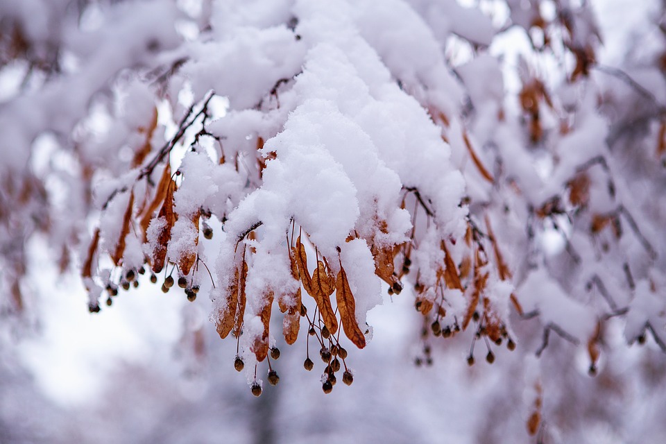 pine-tree-6342767_960_720.jpg