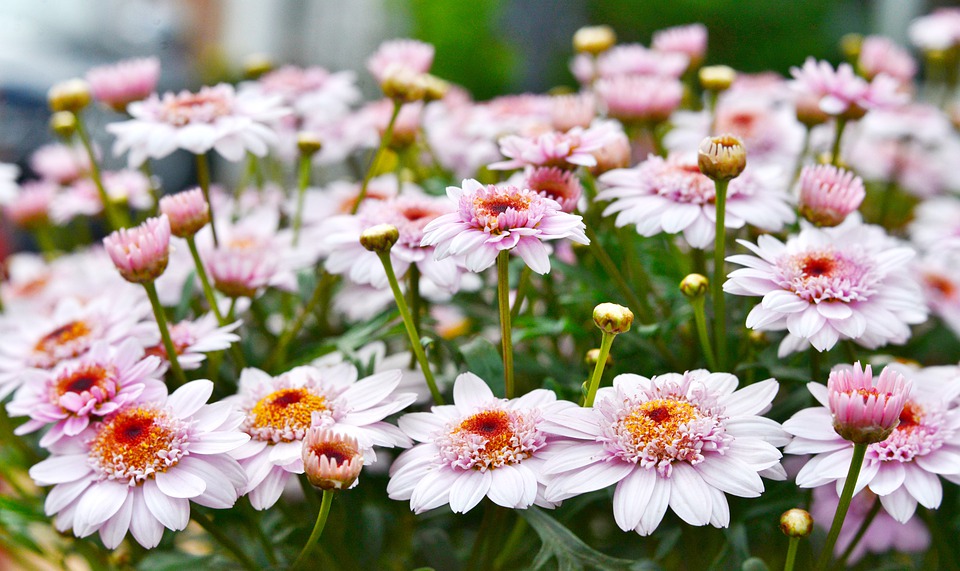chrysanthemum-4365585_960_720.jpg