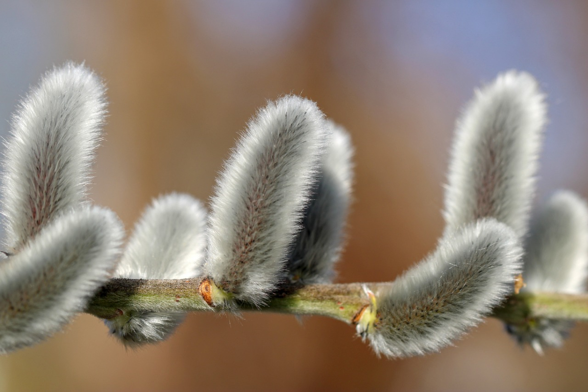 willow-catkin-4033432_1280.jpg willow-catkin-4033432_1280.jpg