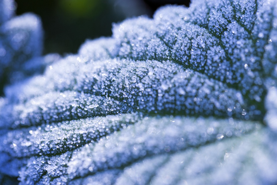 frost-4379101_960_720.jpg