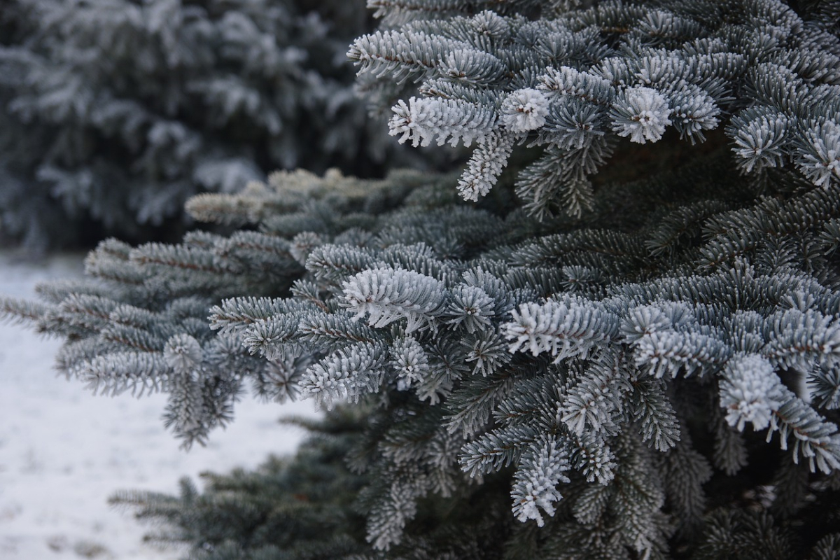winter-3857316_1280.jpg