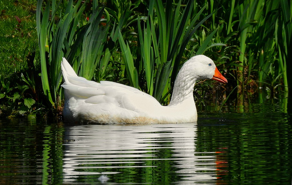 goose-5102117_960_720.jpg