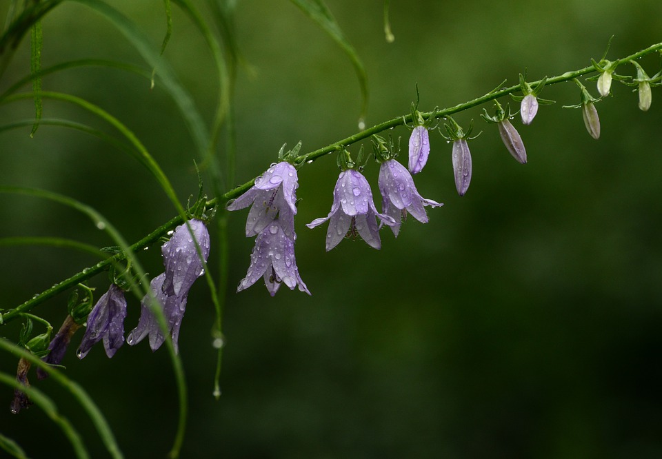 flower-5406664_960_720.jpg