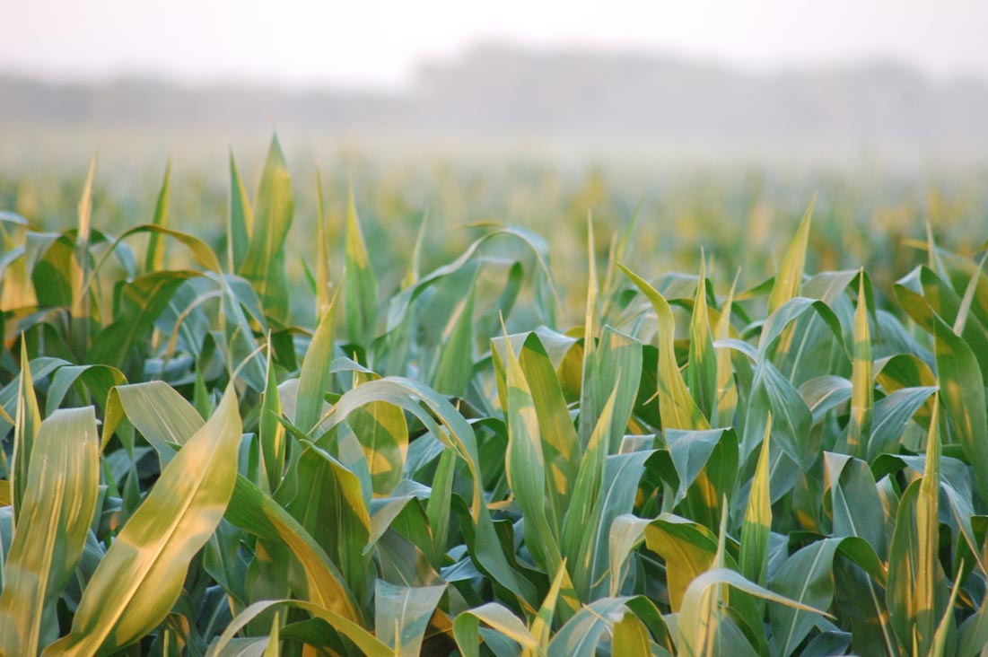 cornfield3_sxc.jpg