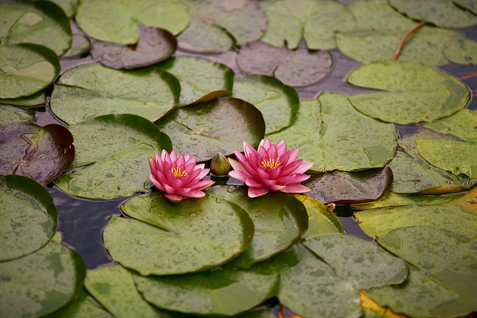 water-lily-4410471_960_720.jpg