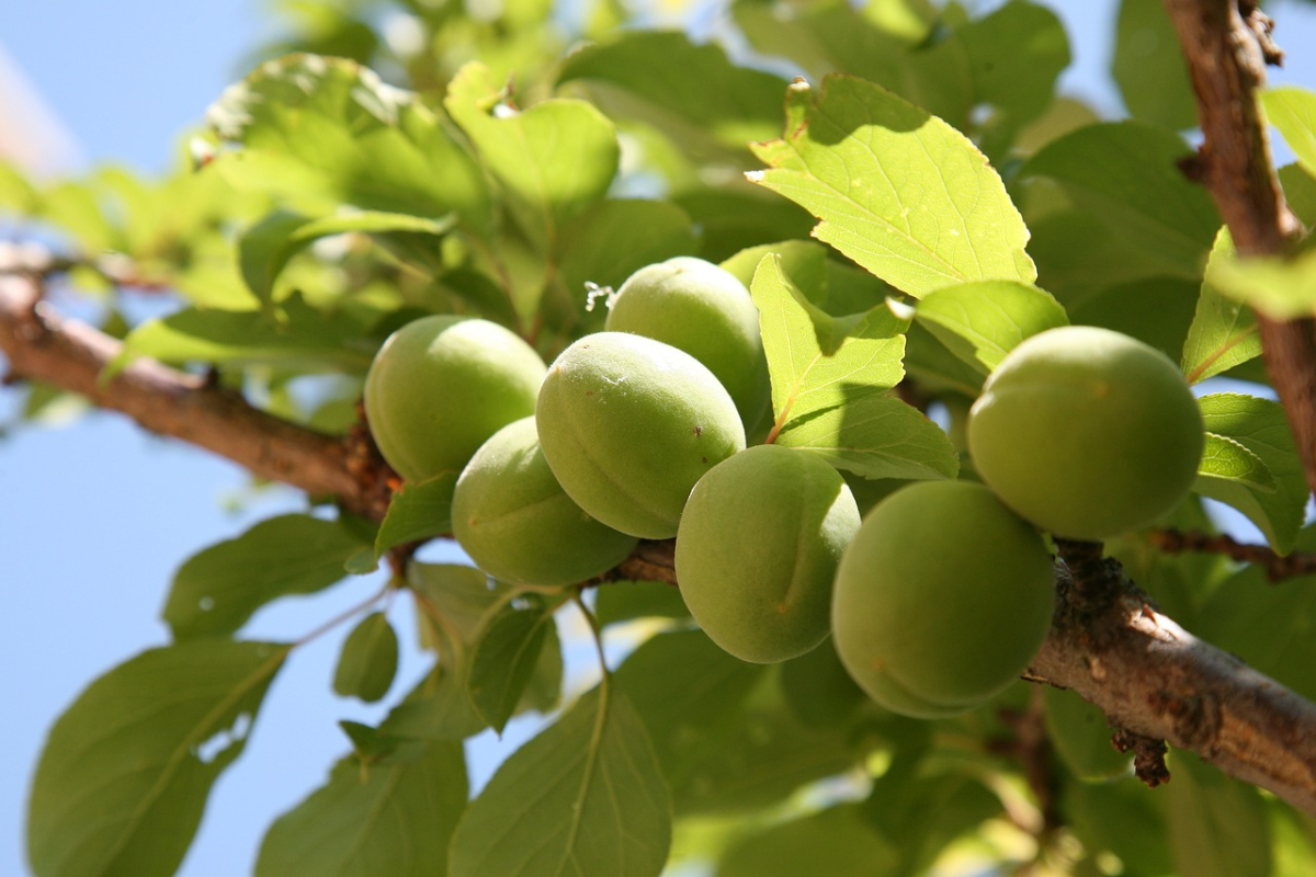plum-1411629_1280.jpg plum-1411629_1280.jpg