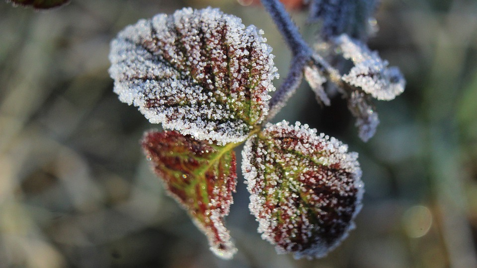 nature-4969912_960_720.jpg