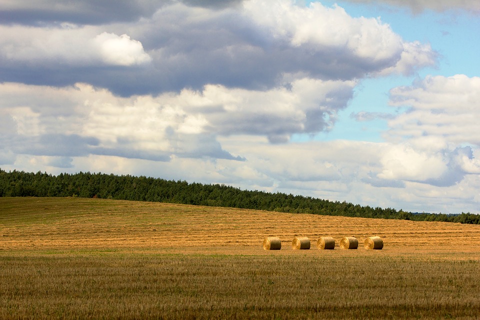field-2665609_960_720.jpg