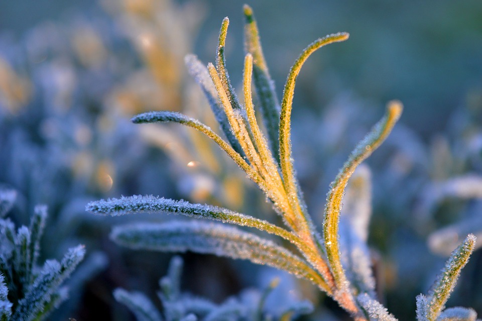 lavender-3911685_960_720.jpg