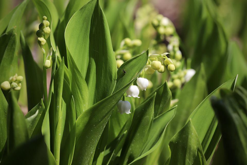 lily-of-the-valley-5104168_960_720.jpg lily-of-the-valley-5104168_960_720.jpg