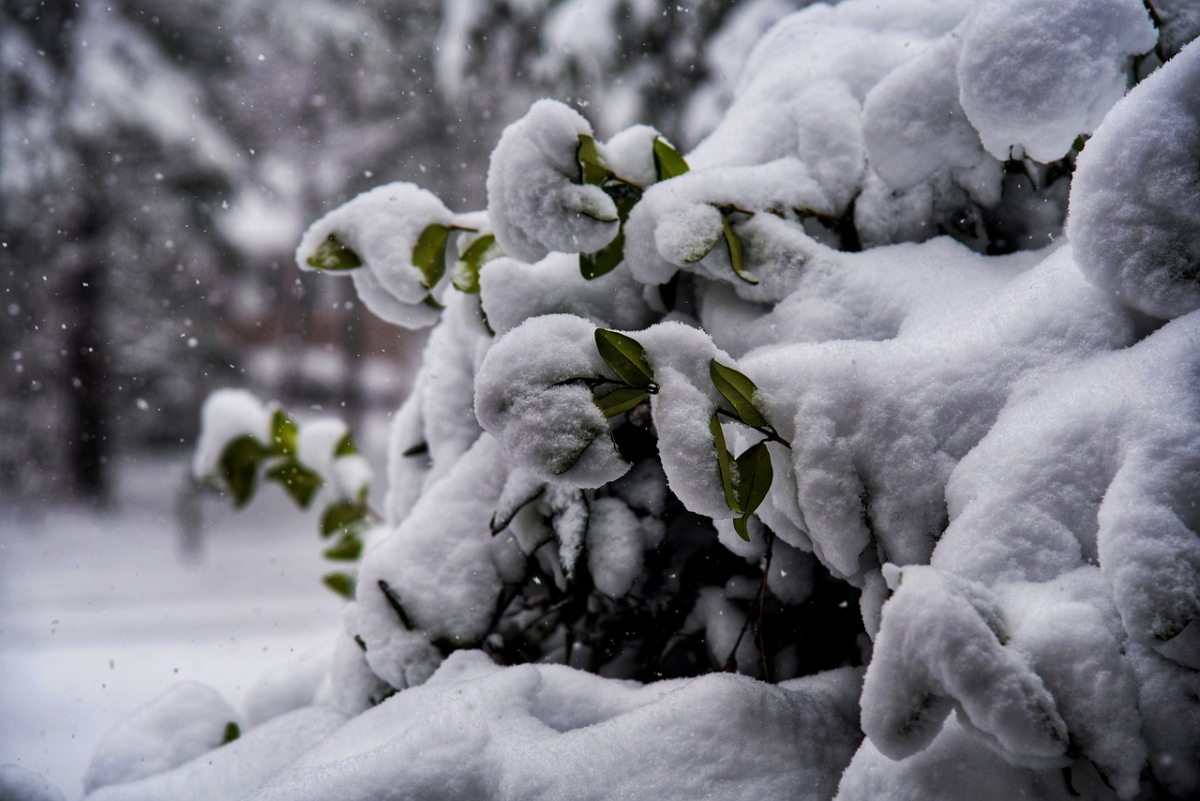 plants-7687078_1280.jpg