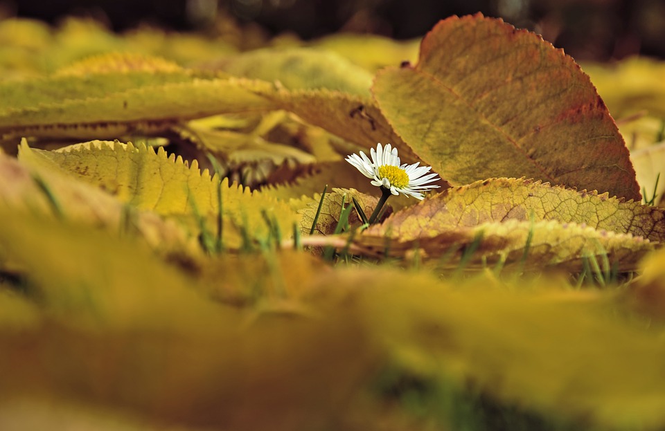 daisy-4637276_960_720.jpg