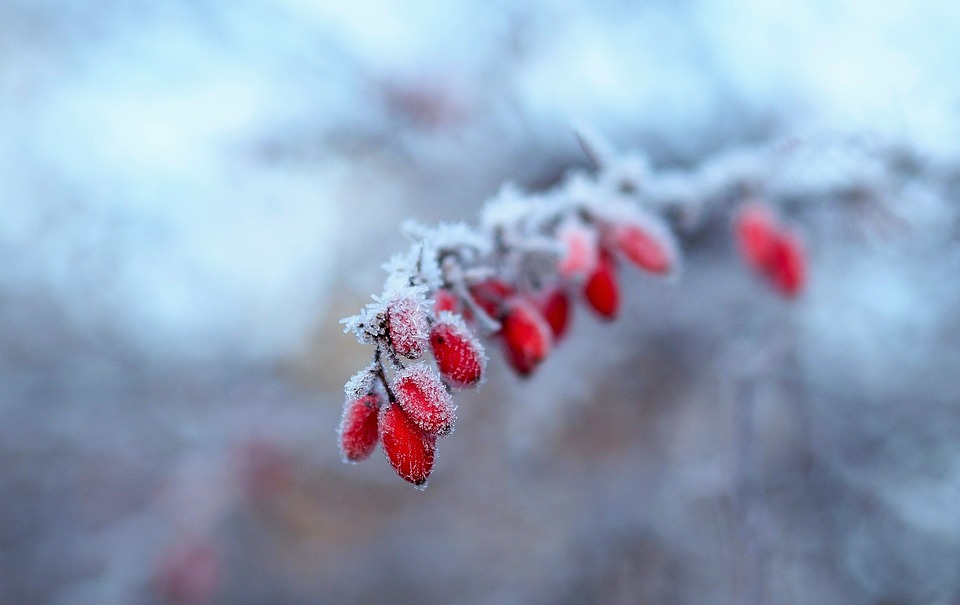 snow-1898121_960_720.jpg