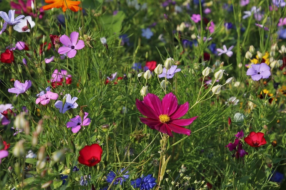 flowers-3571119_960_720.jpg