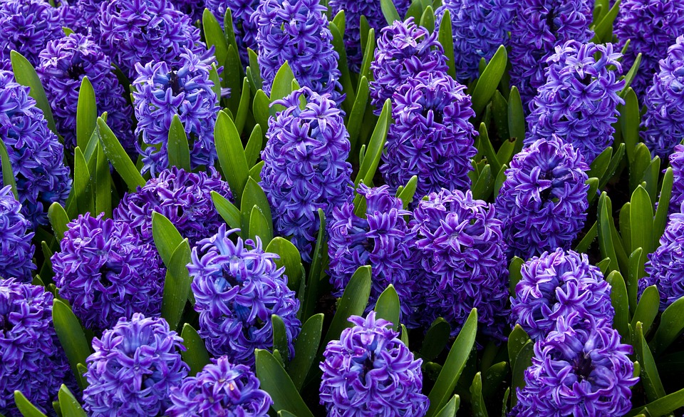background-21745_960_720.jpg
