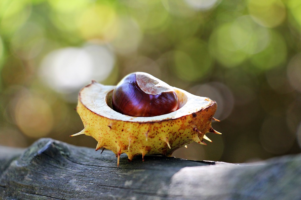 chestnut-1698692_960_720.jpg