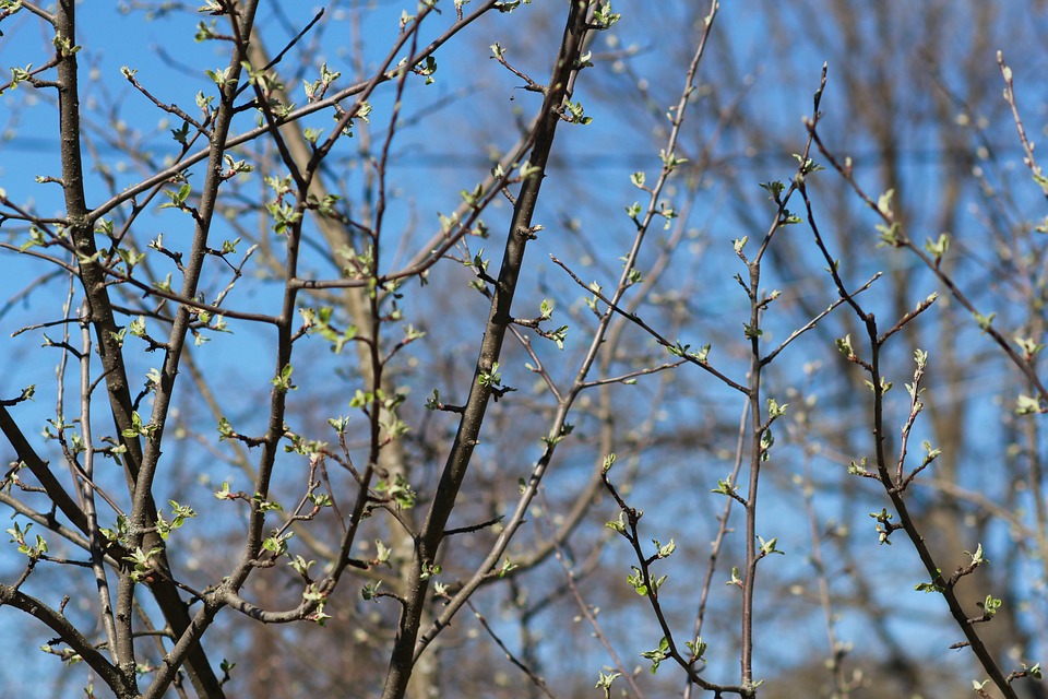 spring-2748608_960_720.jpg
