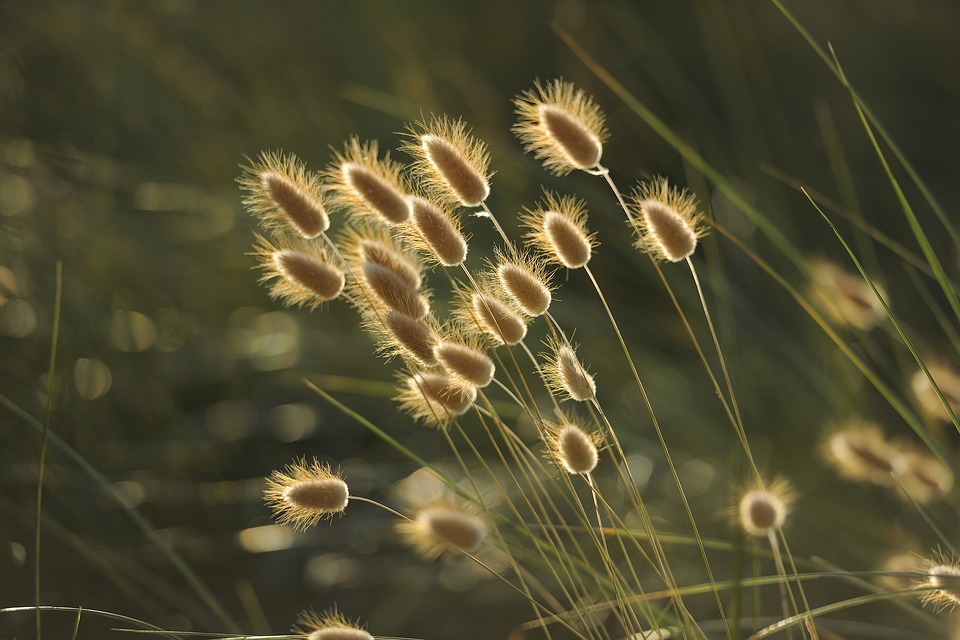 grasses-1939673_960_720.jpg