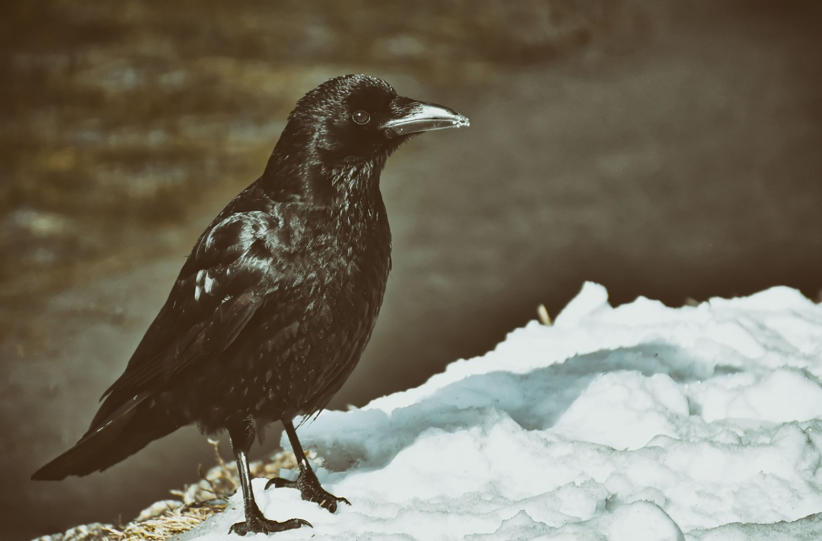 crow-4761029_1280.jpg crow-4761029_1280.jpg