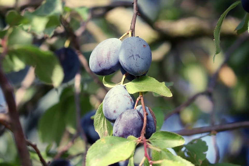 plums-4504112_960_720.jpg
