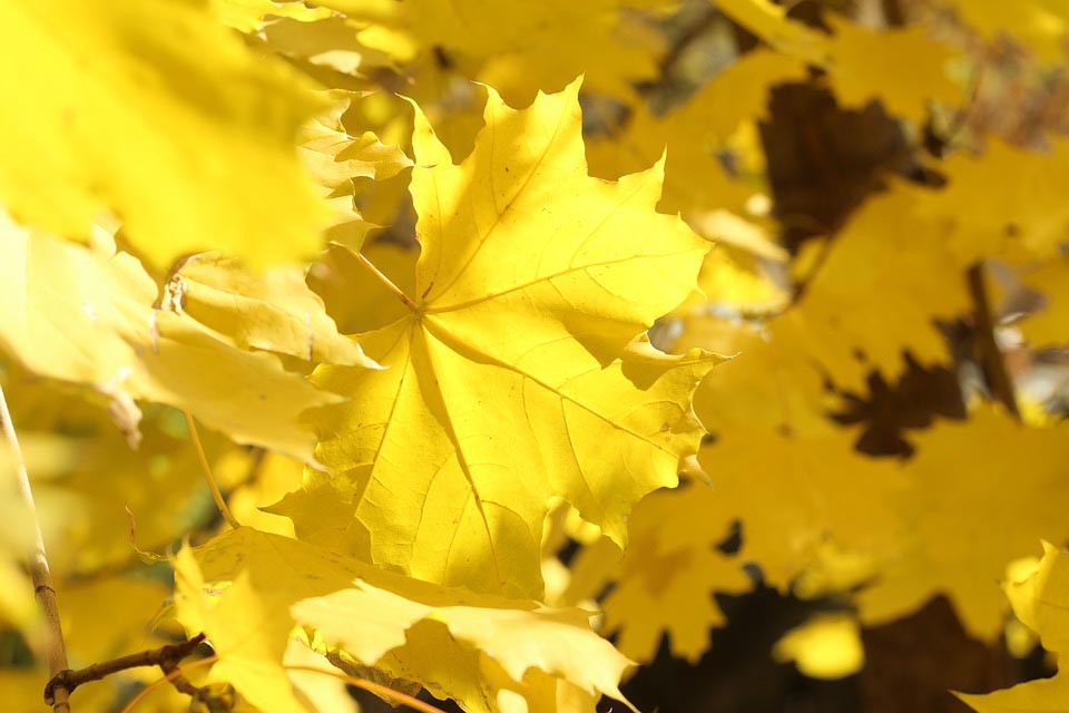 autumn-6723971_960_720.jpg autumn-6723971_960_720.jpg