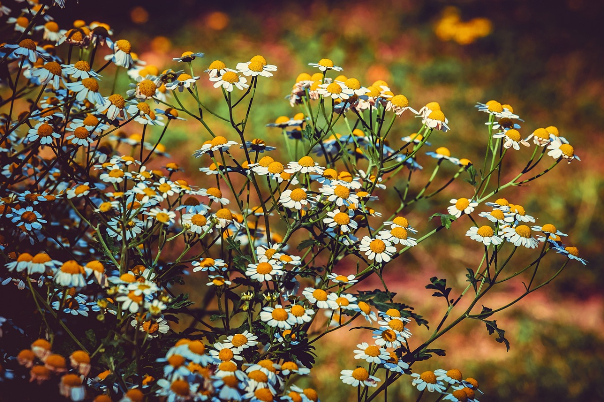 feverfew-3566879_1280.jpg feverfew-3566879_1280.jpg