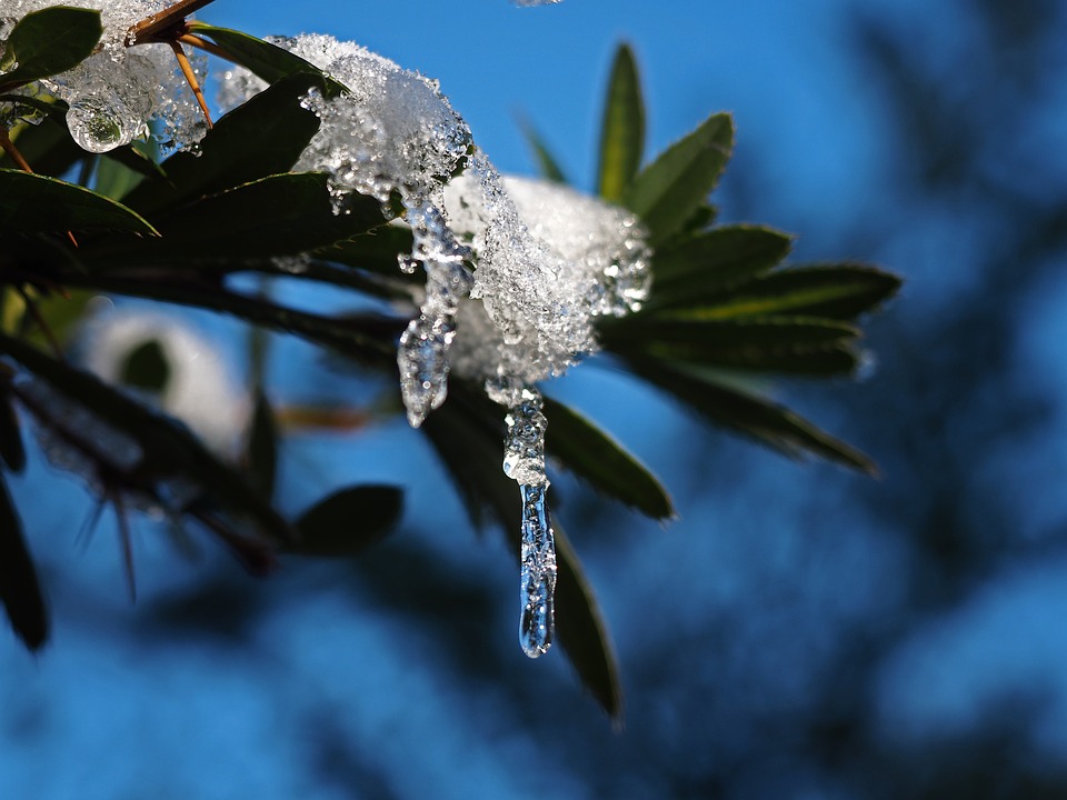 plant-5982515_960_720.jpg