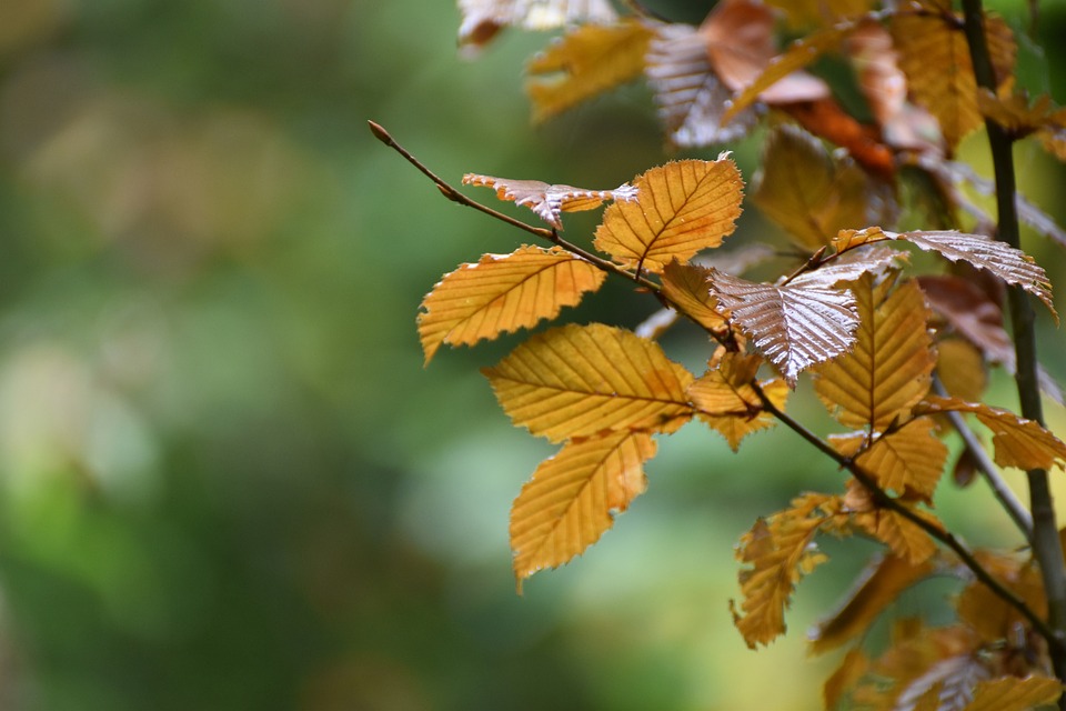 leaves-5630468_960_720.jpg leaves-5630468_960_720.jpg