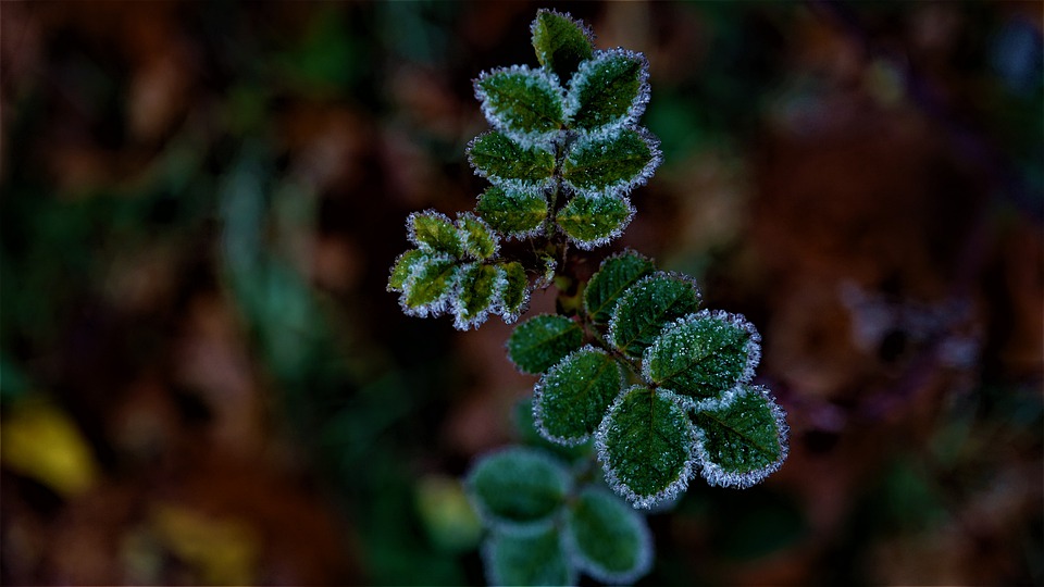 frost-weather-4690421_960_720.jpg