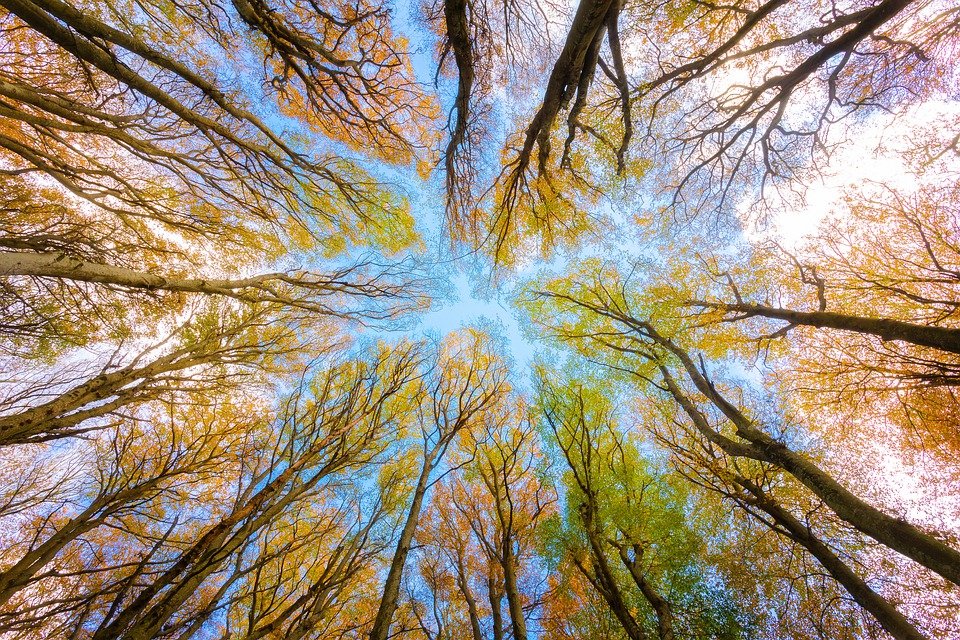 trees-5605176_960_720.jpg