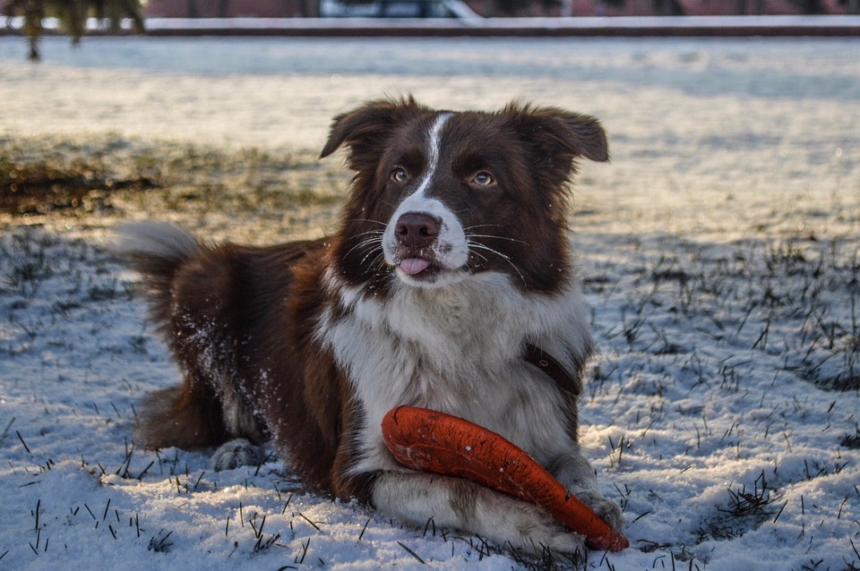 dog-4458135_960_720.jpg dog-4458135_960_720.jpg