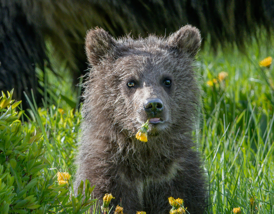 young-bear-eating-dandelions-sitting-in-green-grass.jpg young-bear-eating-dandelions-sitting-in-green-grass.jpg