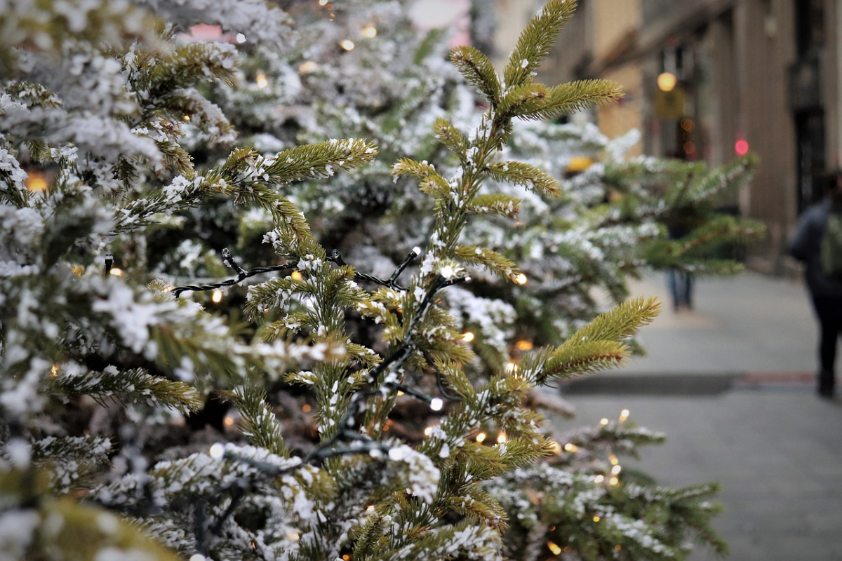 christmas-tree-4679463_1280.jpg christmas-tree-4679463_1280.jpg