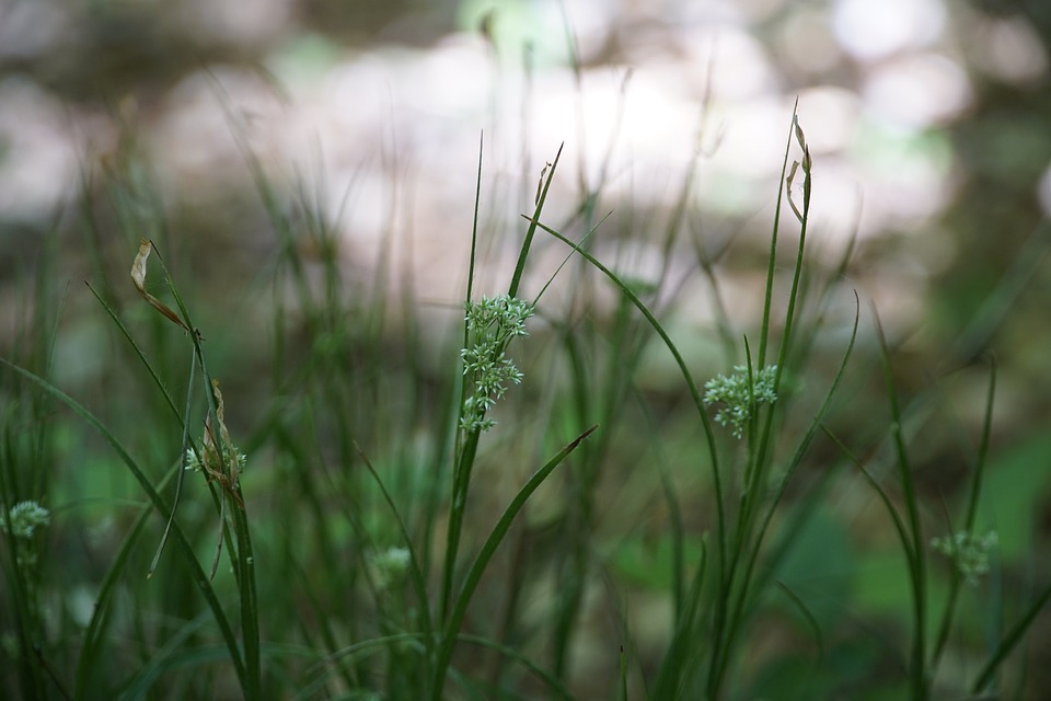 scirpus-5104564_960_720.jpg